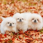 Pekingese