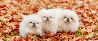 Pekingese