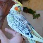 Cockatiel singing: why does the cockatiel sing?