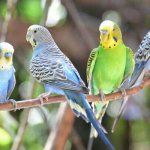 singing budgies