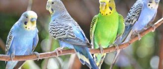 singing budgies