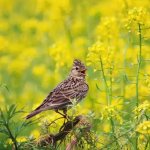 Singing larks photo