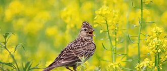 Singing larks photo