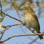 Chiffchaff