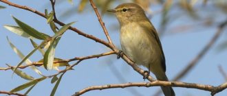 Chiffchaff