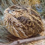 quail migratory bird