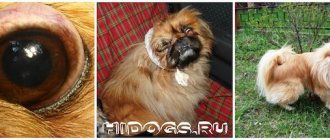 First aid for eye loss in a Pekingese, prevention and care for dog eyes.