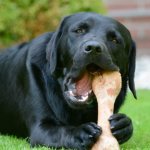 dog chews a bone