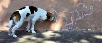 The dog sniffs the wall