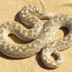 Sand boa - how to iron it?