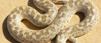 Sand boa - how to iron it?