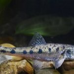 Common gudgeon side view