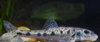 Common gudgeon side view