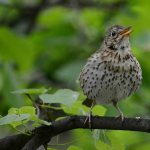 song thrush