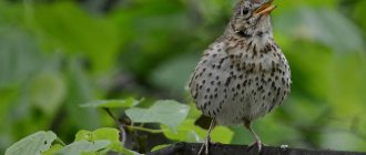 song thrush