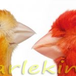 Vetoron pigment for red canaries