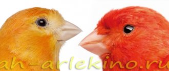 Vetoron pigment for red canaries