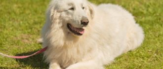 Pyrenean mountain dog