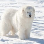 Pyrenean mountain dog