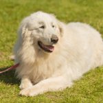 Pyrenean mountain dog