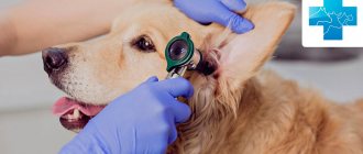 Piroplasmosis in dogs