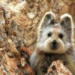 Ili pika