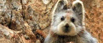 Ili pika