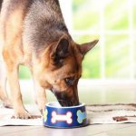 German Shepherd nutrition