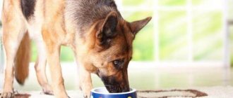 German Shepherd nutrition