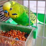 Eating a budgerigar