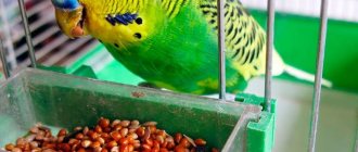 Eating a budgerigar