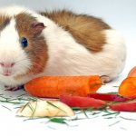 Pet and carrot