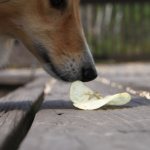 A pet picks up trash on the street.