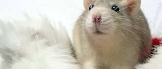 Pros and cons of pet rats: is it easy to keep, what are the possible household difficulties, reviews from owners