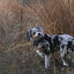 why does a dog eat grass