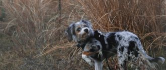 why does a dog eat grass