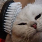 In terms of the degree of danger, a furminator is no different from a brush