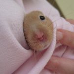 Why does a hamster go bald, what to do if bald spots appear on the back, head or stomach