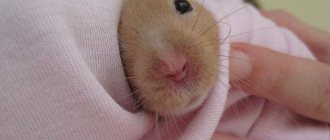 Why does a hamster go bald, what to do if bald spots appear on the back, head or stomach