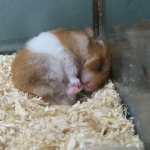 Why does a hamster sleep all the time?