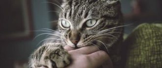 Why does a cat bite when you pet it? read the article