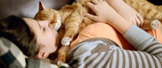 Why does a cat love its owner?