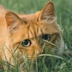 why do cats eat grass