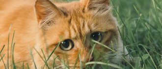 why do cats eat grass