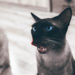 Why does a cat vomit after eating?