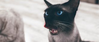 Why does a cat vomit after eating?