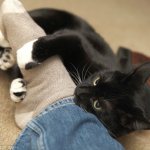 Why does a cat bite its owner&#39;s legs?