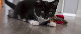 Why does a cat bite its owner&#39;s legs?