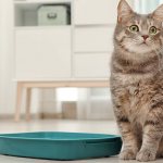 Why do cats pee on the carpet?