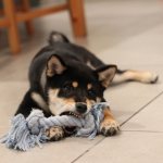 why does a puppy or adult dog chew furniture and things?